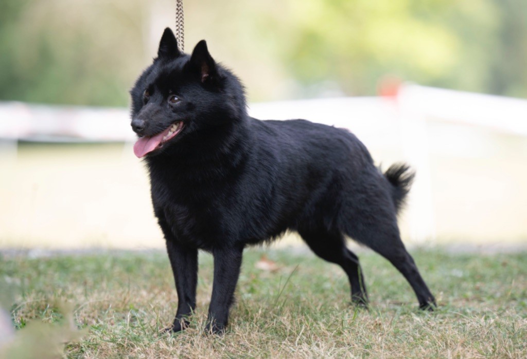 Les Schipperke de l'affixe Du Domaine Des Ponts Romains