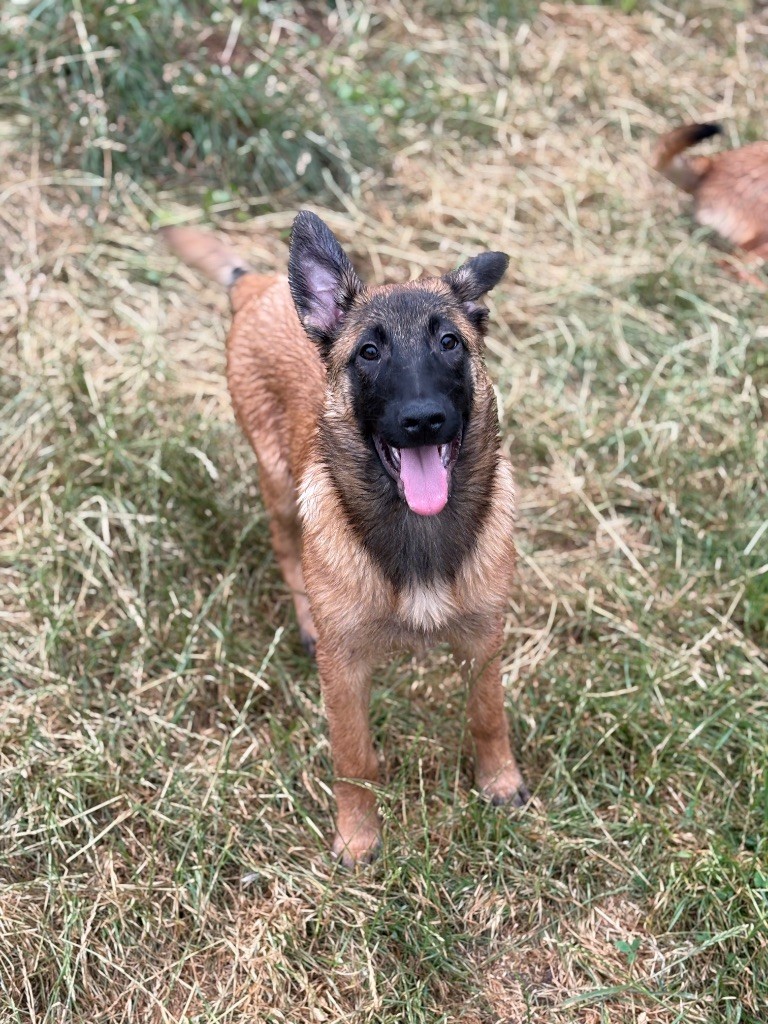 Du Domaine Des Ponts Romains - Chiots disponibles - Berger Belge