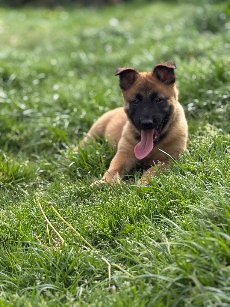 Du Domaine Des Ponts Romains - Chiots disponibles - Berger Belge