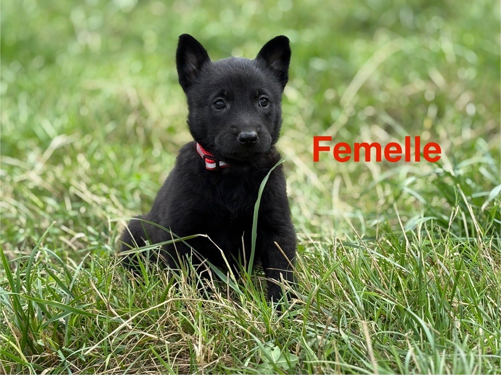 Du Domaine Des Ponts Romains - Chiots disponibles - Berger hollandais