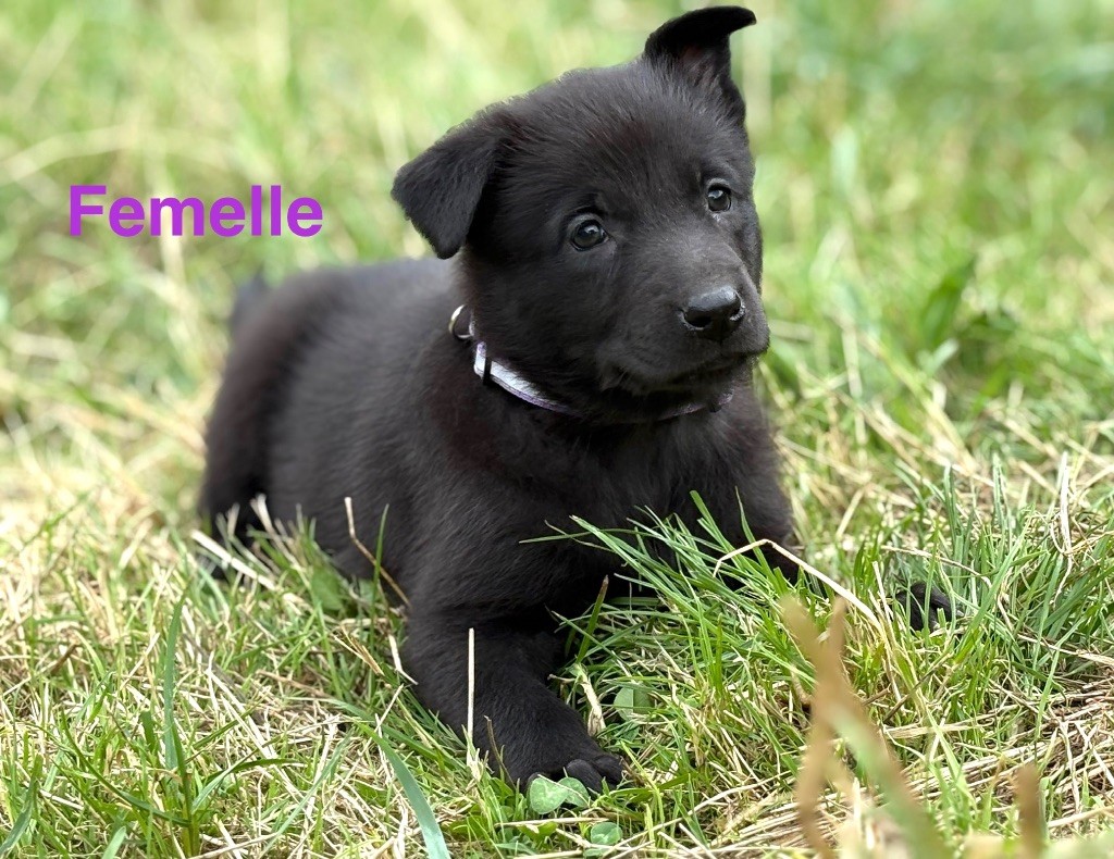 Du Domaine Des Ponts Romains - Chiots disponibles - Berger hollandais