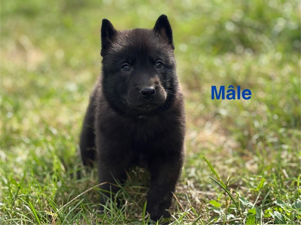 Du Domaine Des Ponts Romains - Chiots disponibles - Berger hollandais