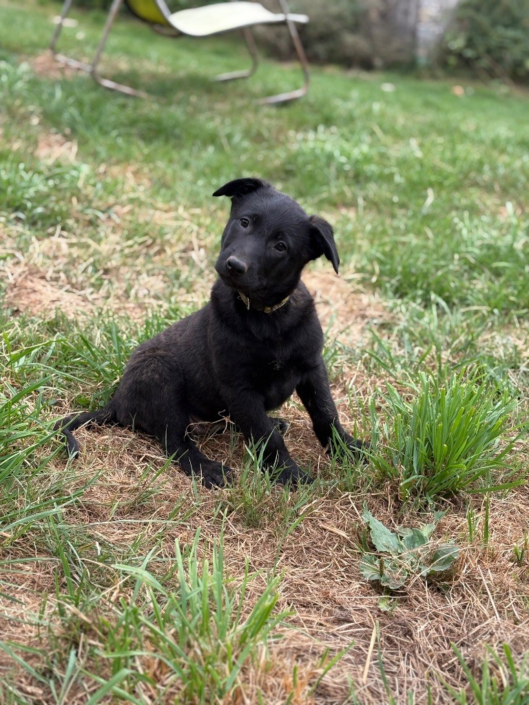 Du Domaine Des Ponts Romains - Chiots disponibles - Berger hollandais