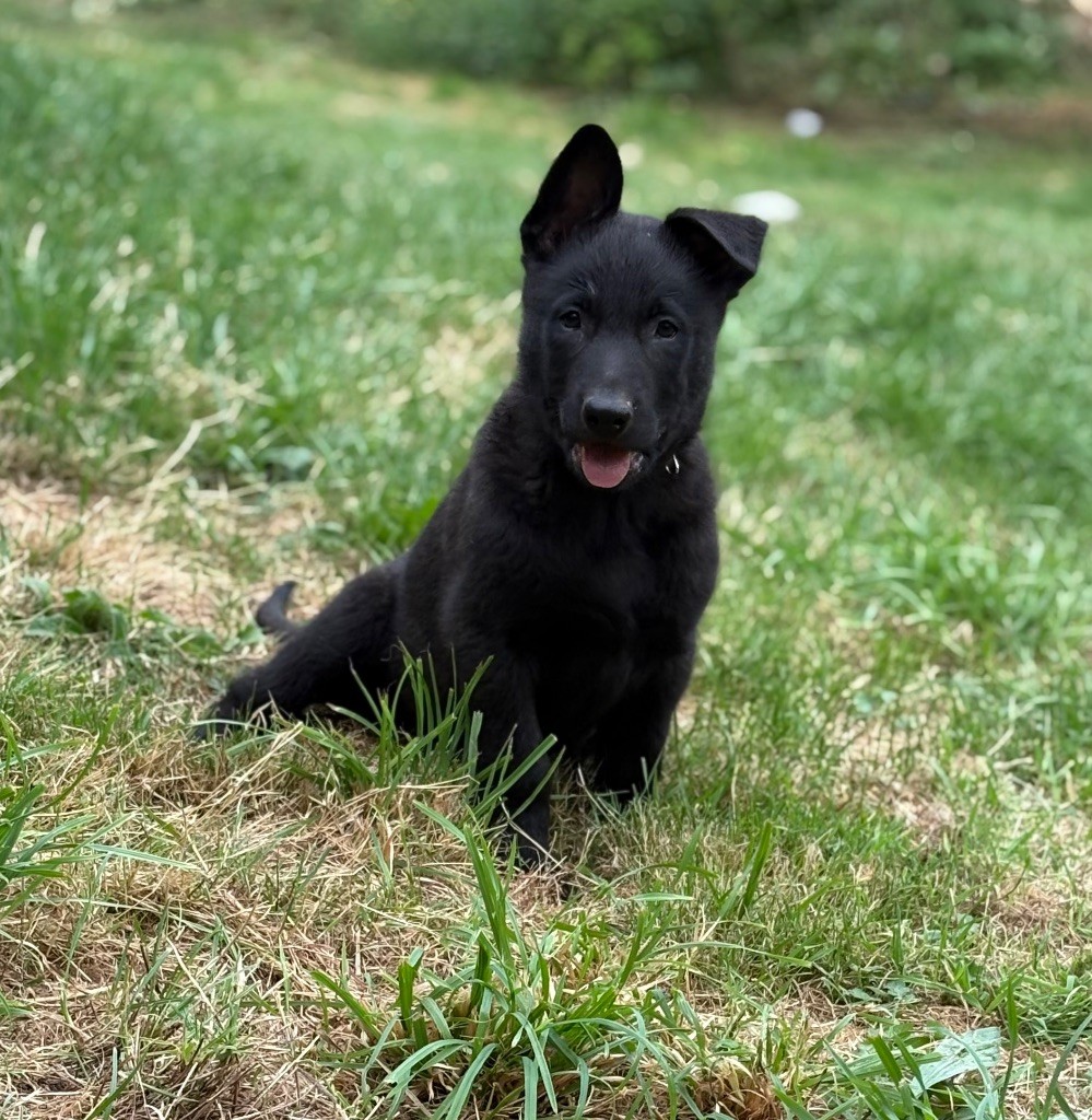 Du Domaine Des Ponts Romains - Chiots disponibles - Berger hollandais