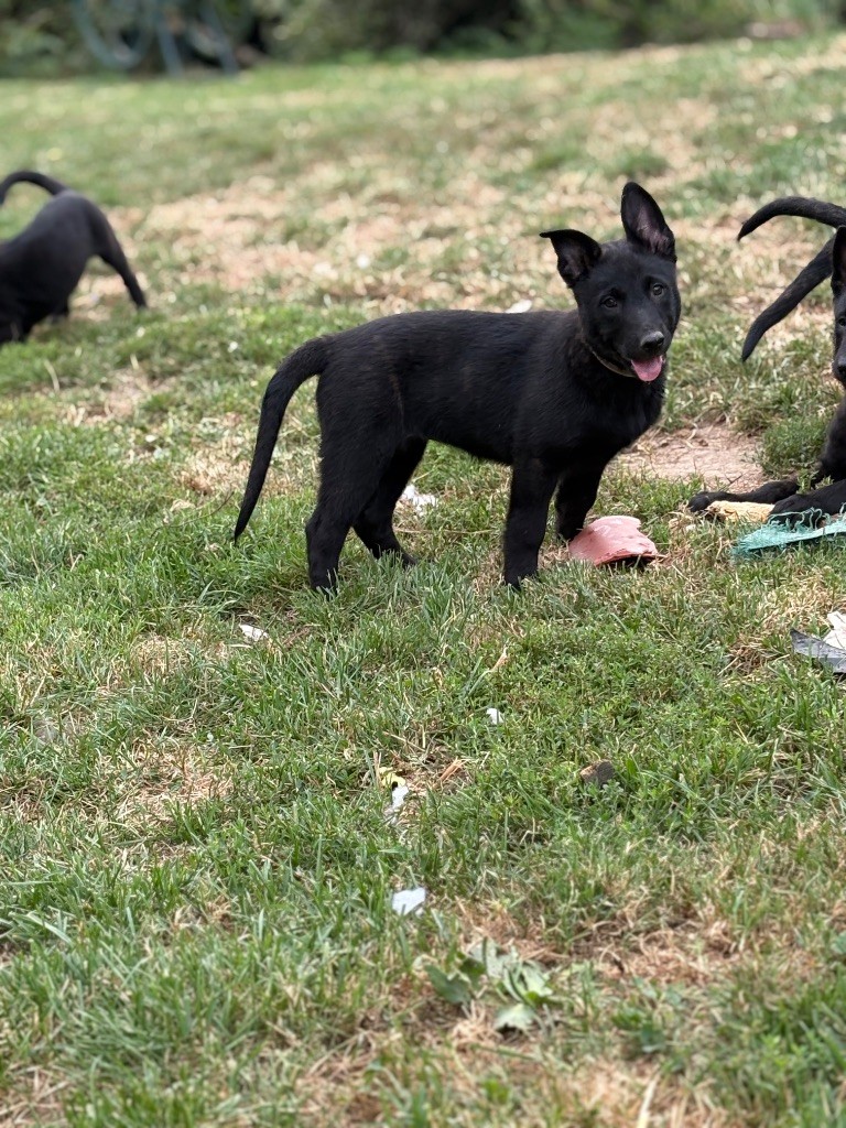 Du Domaine Des Ponts Romains - Chiots disponibles - Berger hollandais