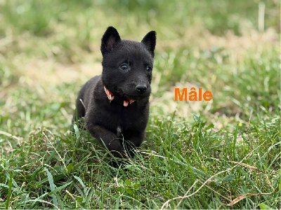 Mâle collier orange