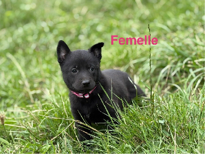 Femelle collier fuchsia 