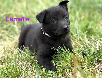 Femelle collier violet