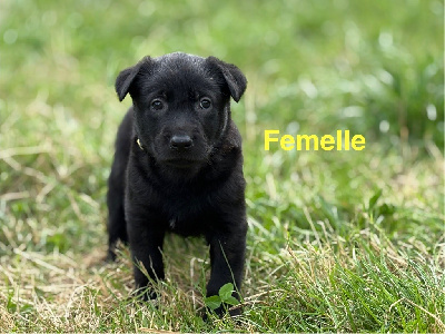 Femelle Collier jaune 