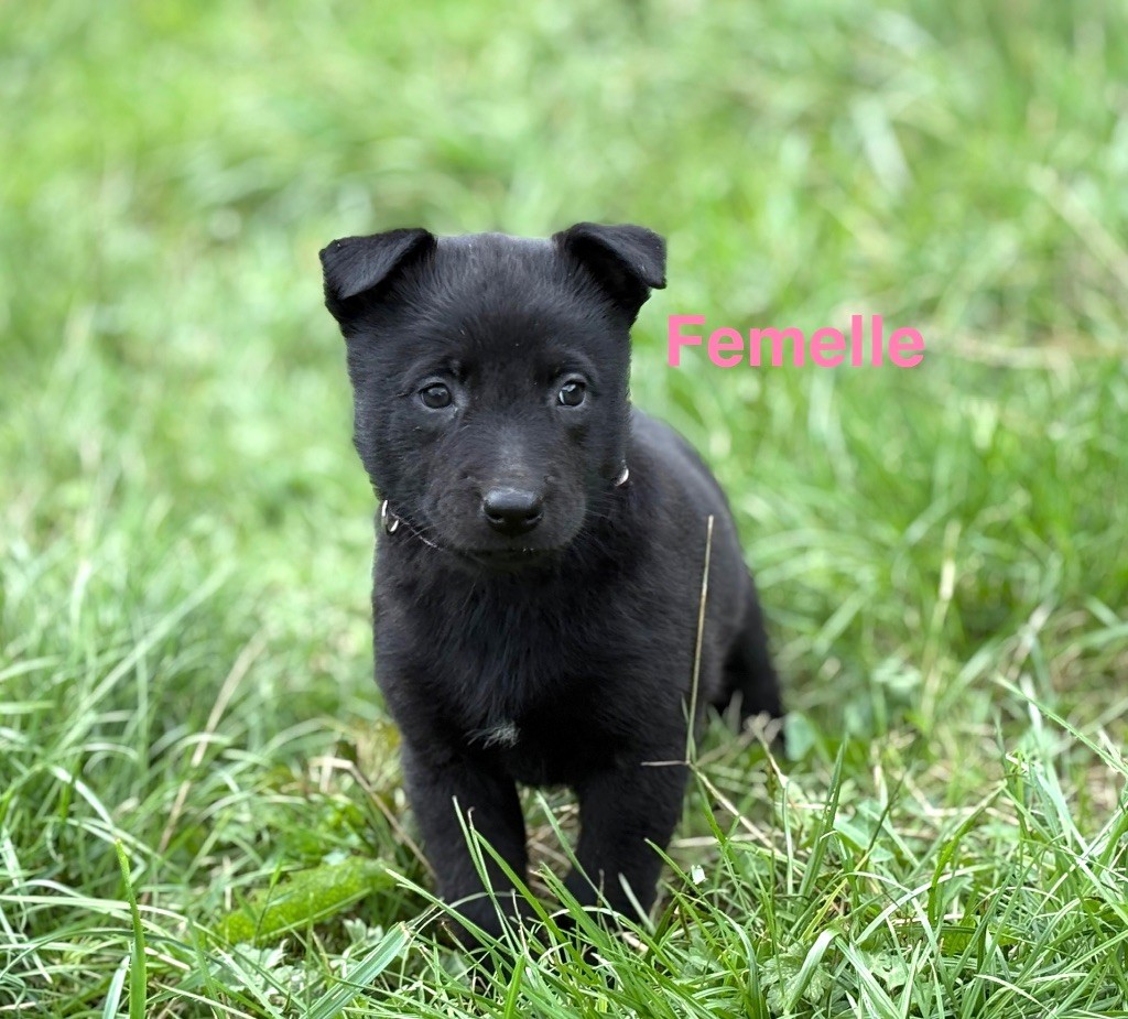 Du Domaine Des Ponts Romains - Chiots disponibles - Berger hollandais