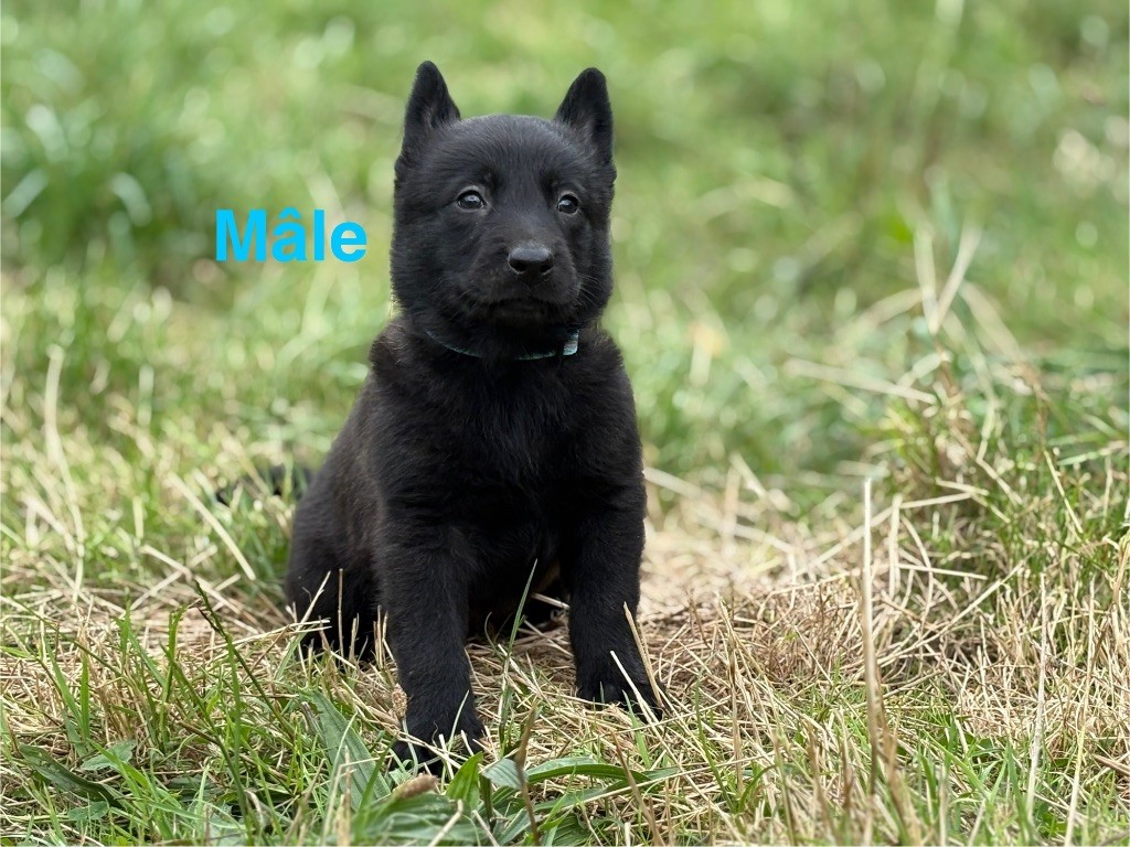 Du Domaine Des Ponts Romains - Chiots disponibles - Berger hollandais
