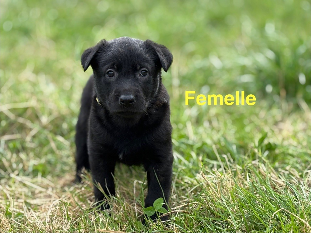 Du Domaine Des Ponts Romains - Chiots disponibles - Berger hollandais